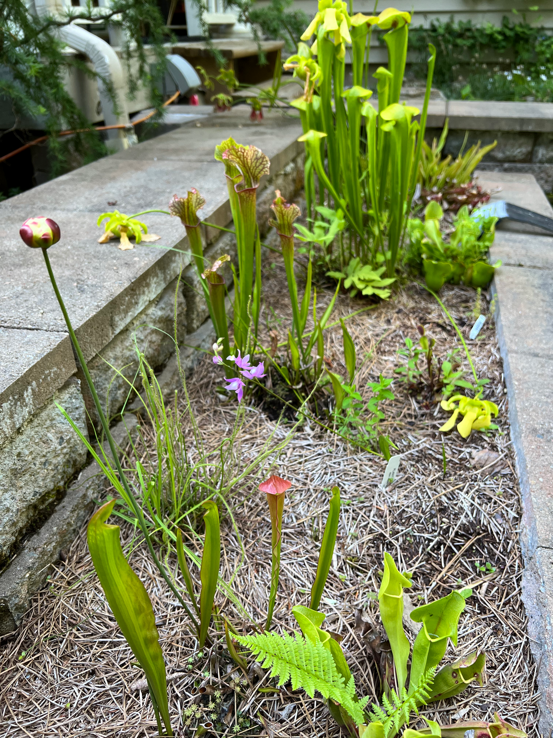 small raised garden bed with various carnivorous plants