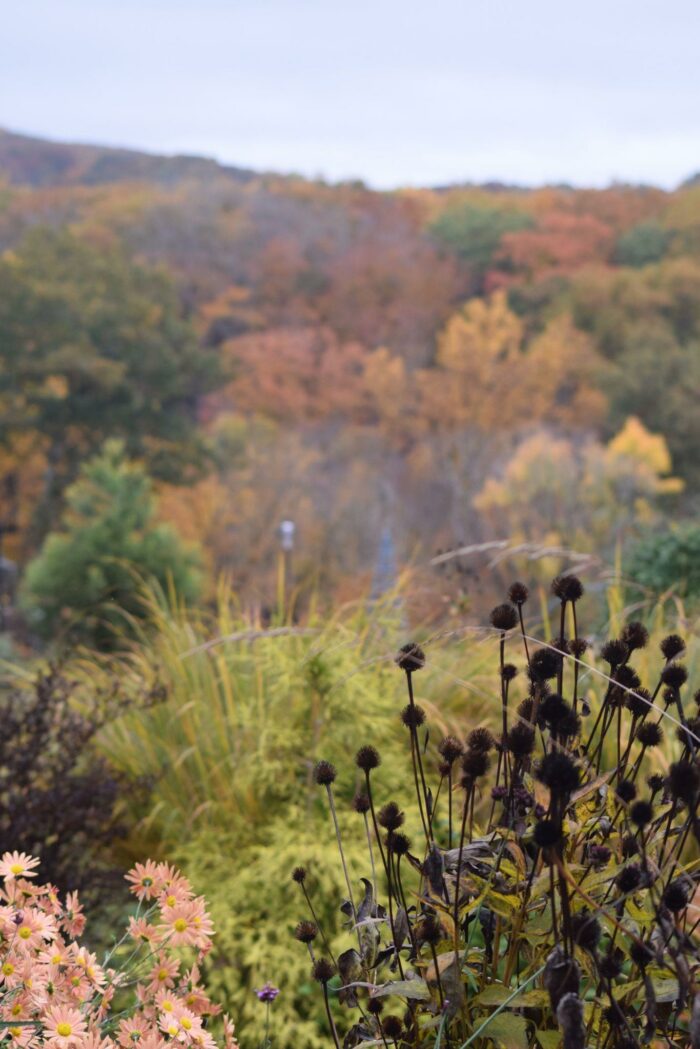 dark brown seed heads and light pink flowers in fall garden