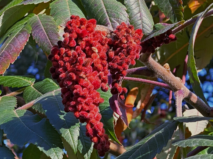 plants for overwintering wildlife