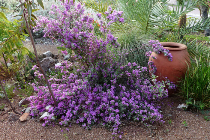 plant with purple flowers