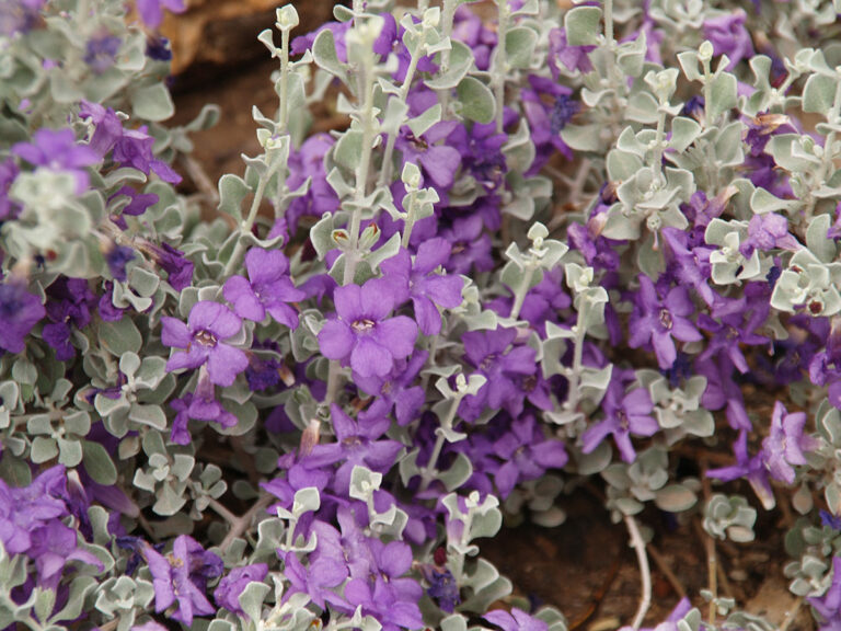 Plants With Purple Flowers for the Southwest - Fine Gardening