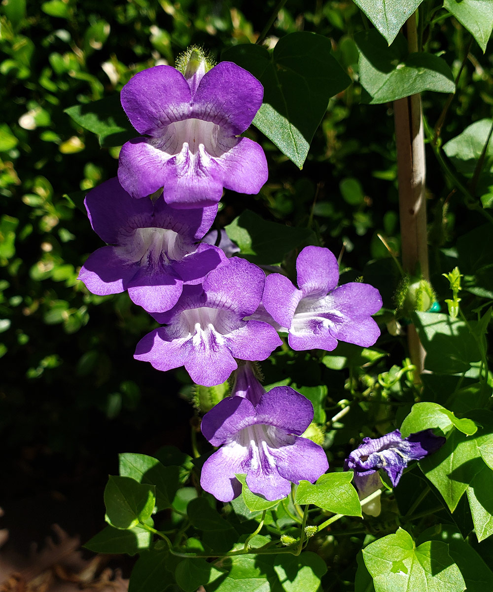 tall purple flowers on stalk