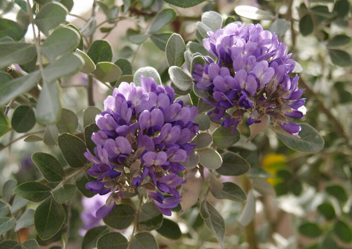 Plants With Purple Flowers for the Southwest - FineGardening