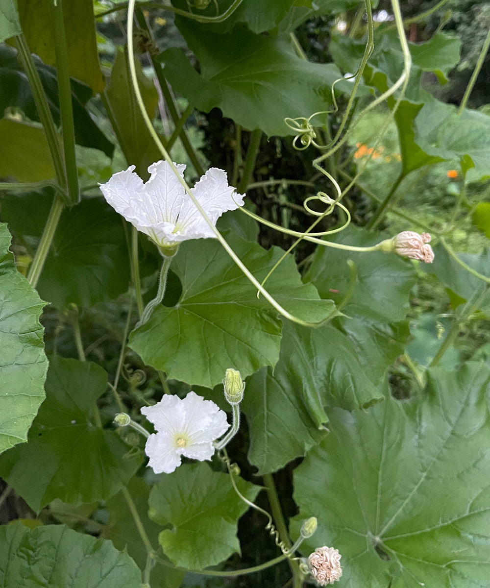 How To Grow Bottle Gourds Finegardening 6175