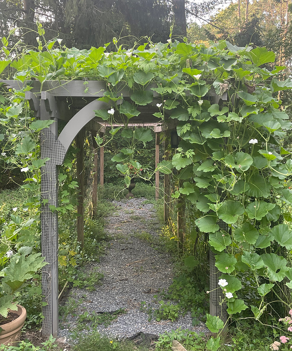 How to Plant Bottle Gourd: Cultivate Your Garden Success