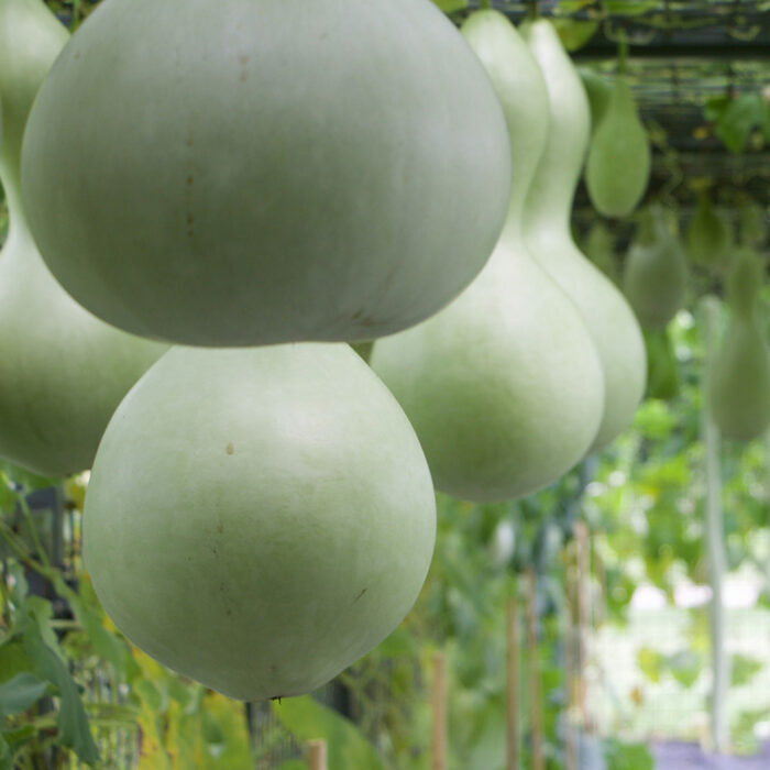 Bottle Gourd Plant