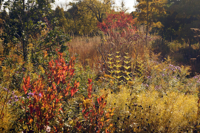 meadow garden in fall