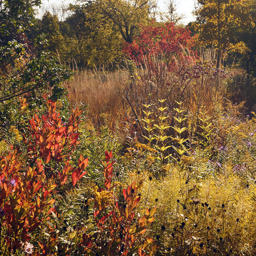 meadow garden in fall