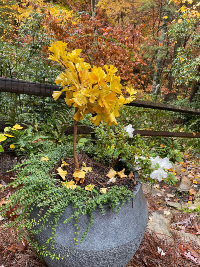 tiny yellow tree growing in a container