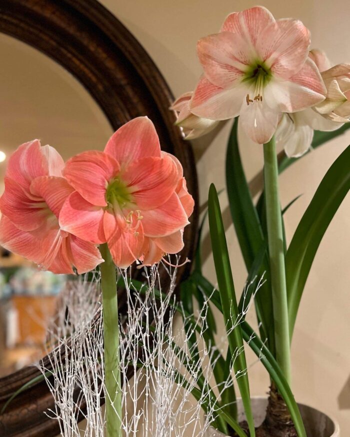 close up of two different pink and white amaryllis