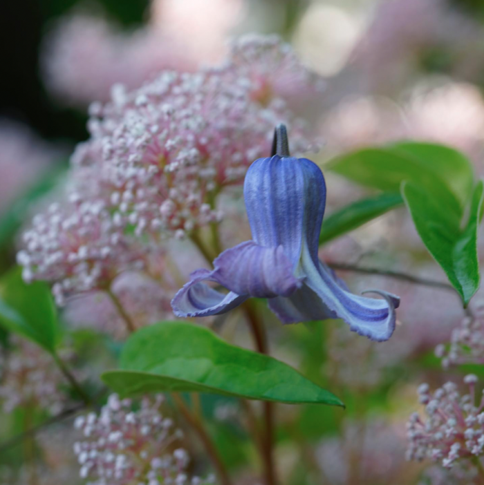 drooping purple flower in front of tiny pink flowers