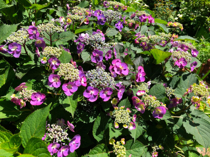 close up of purple lace-cap hydrangea