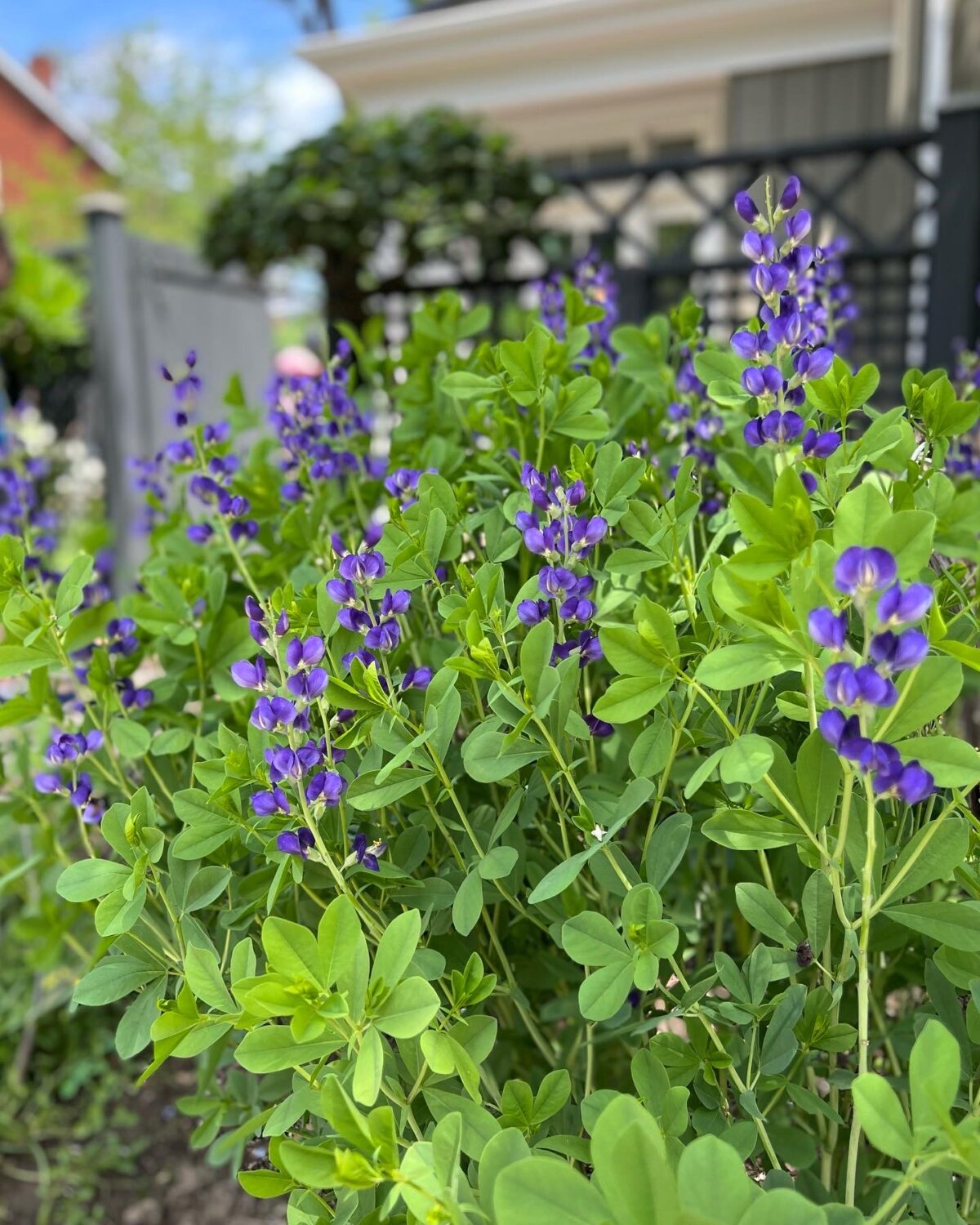 GPOD on the Road: Toronto Garden Tour - Fine Gardening