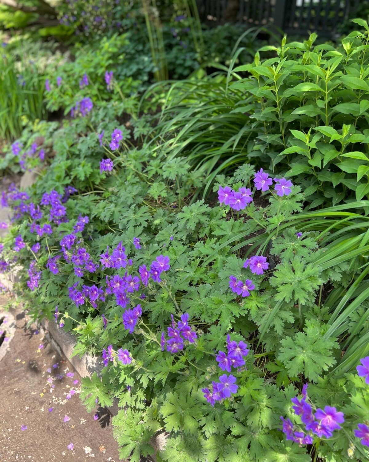 GPOD on the Road: Toronto Garden Tour - Fine Gardening