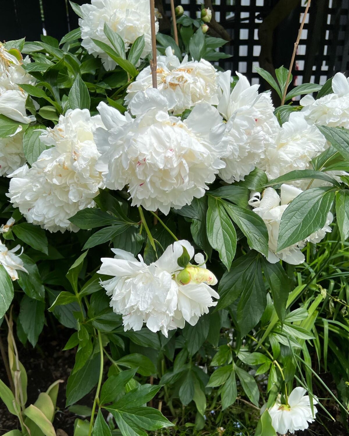 GPOD on the Road: Toronto Garden Tour - Fine Gardening