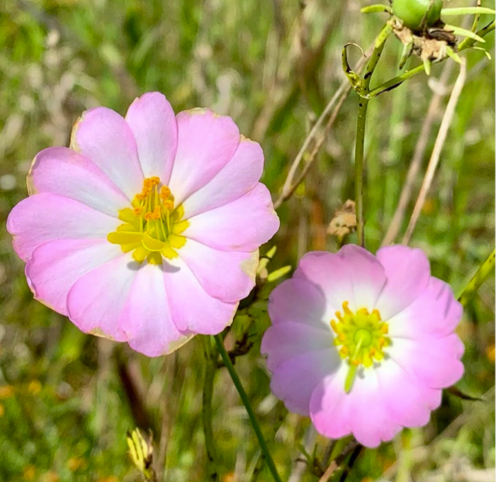 close up of light pink flowers with yellow centers