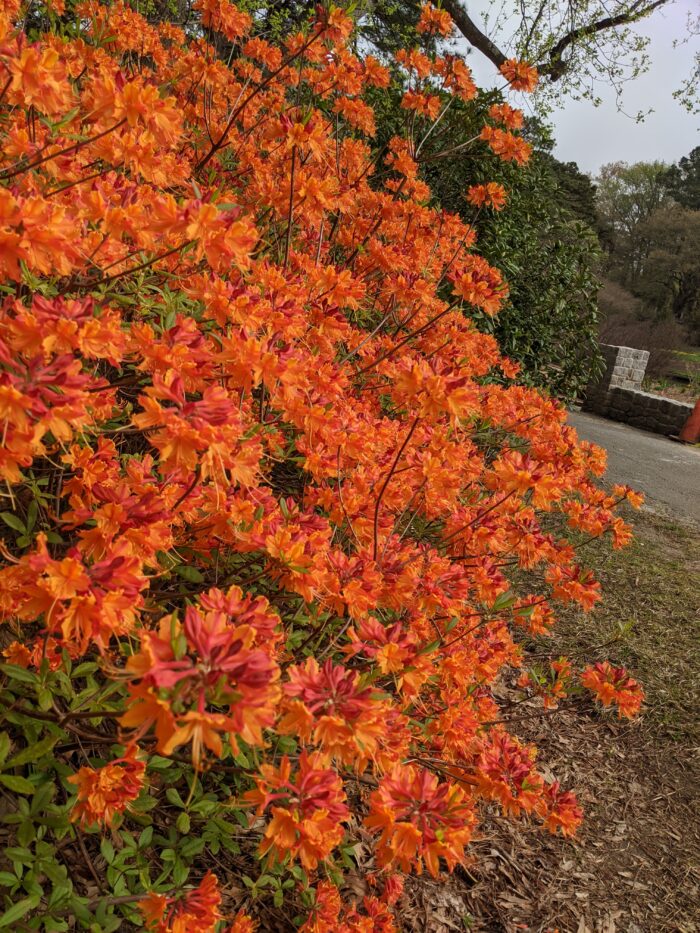 close up of Flame azalea with orange flowers