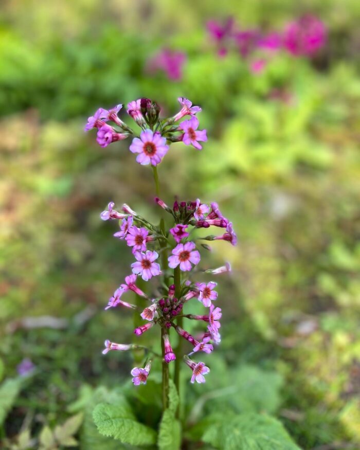 close up of tiny Japanese primrose flowers