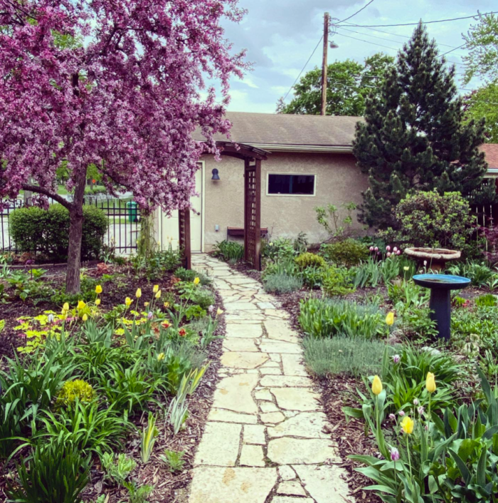 garden in spring with tree covered in pink flowers and yellow tulips