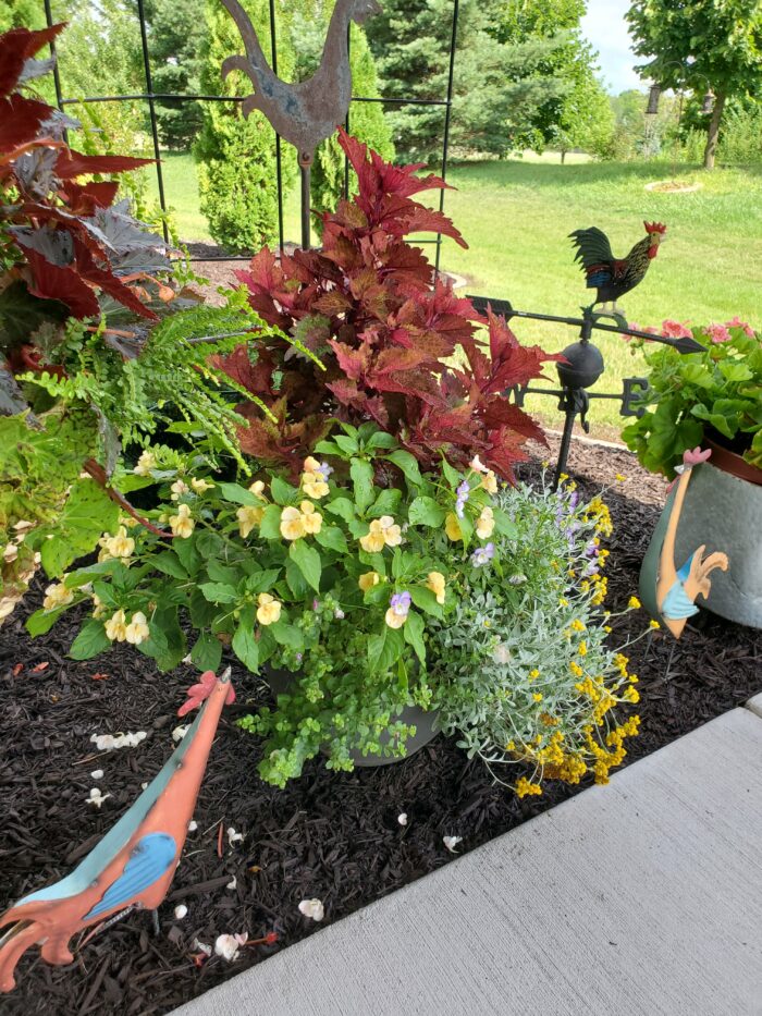 close up of container with red foliage and yellow flowers