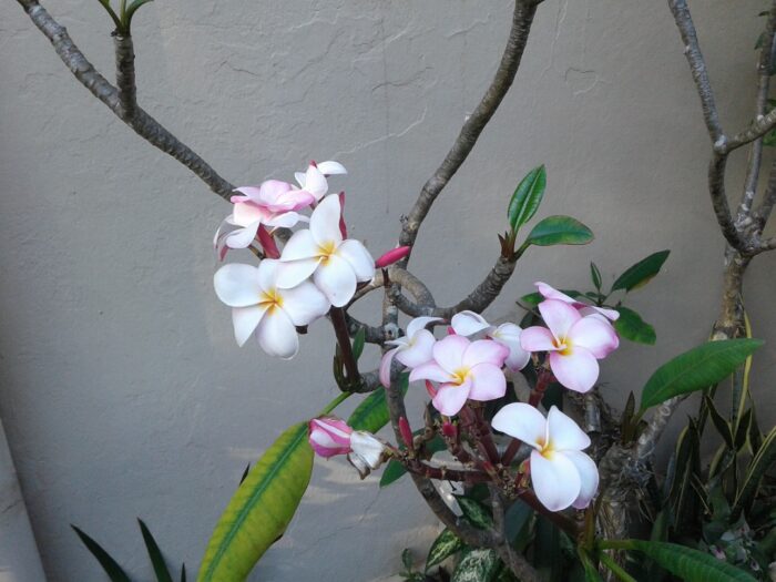 close up of light pink and yellow plumaria flowers