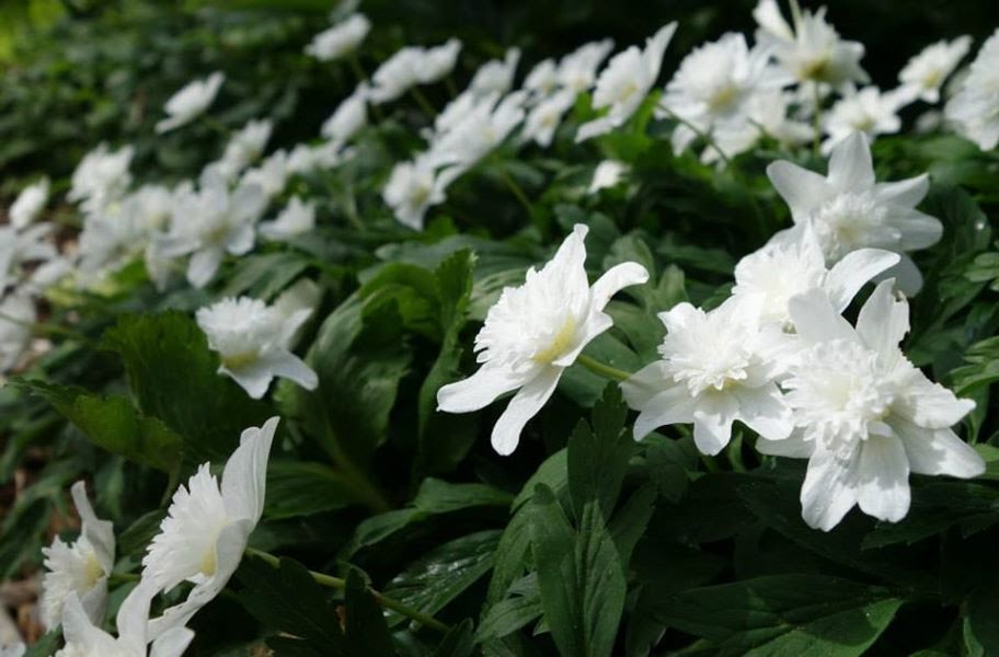 Favorite White Flowers