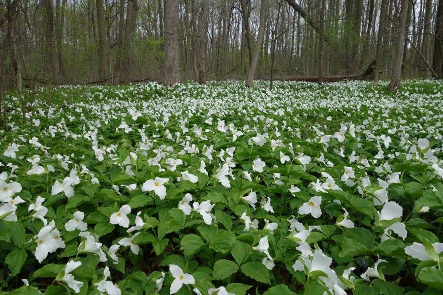 Favorite White Flowers