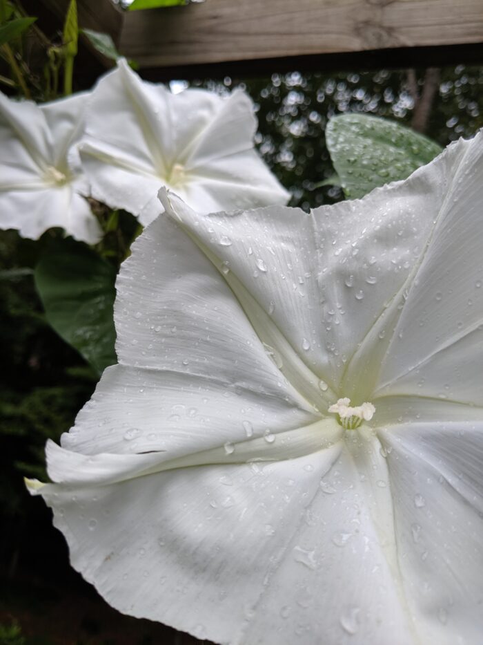 close up of large white moon flowers