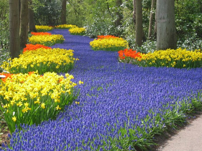 mass plantings of blue grape hyacinths with yellow daffodils and orange tulips