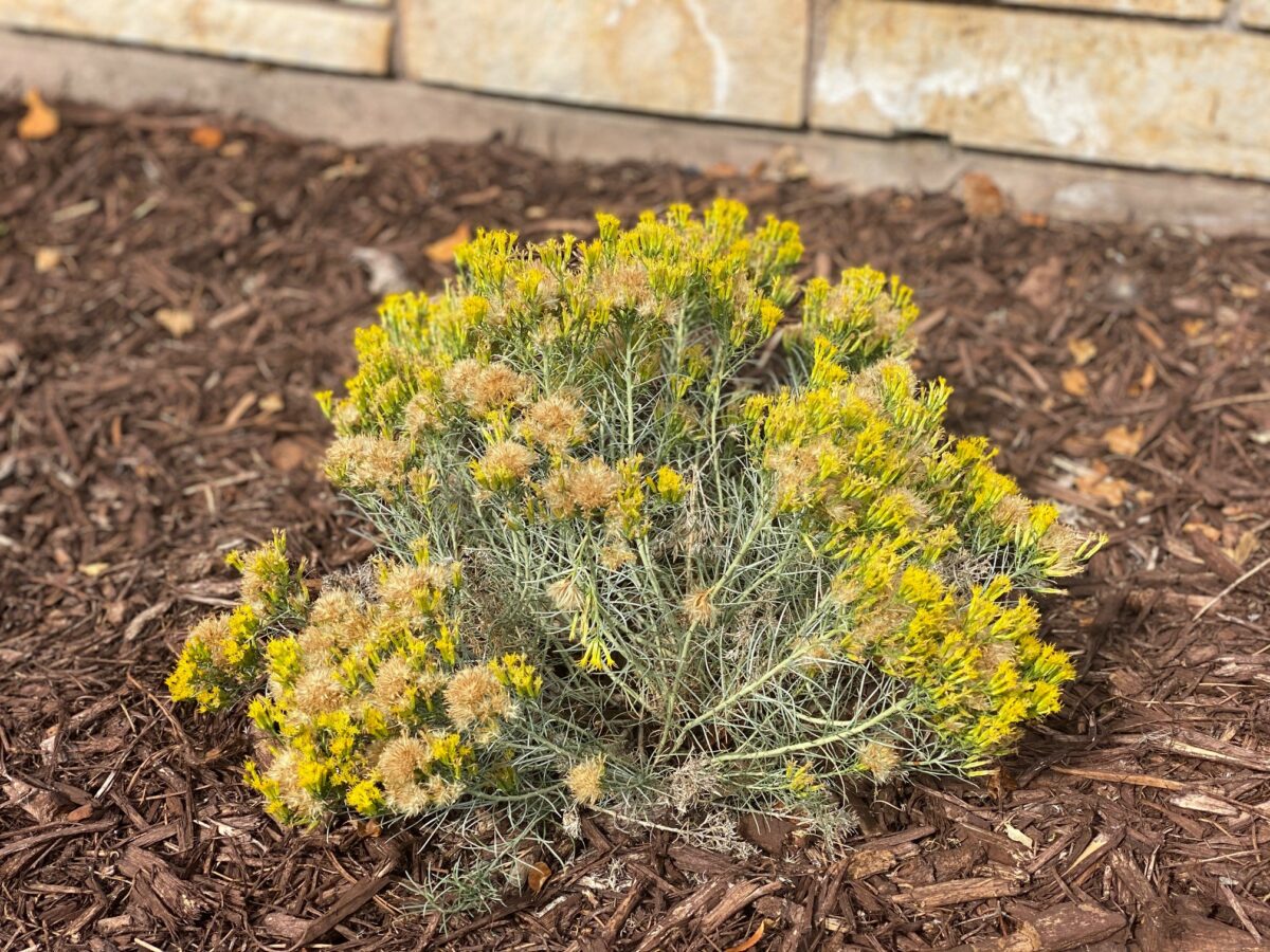 Episode 126: Winter Stunners - Fine Gardening