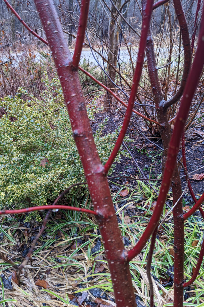 Episode 126: Winter Stunners - Fine Gardening