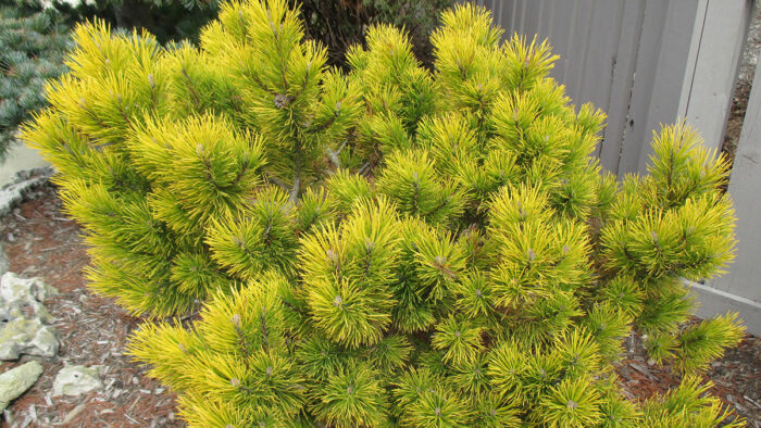 conifers with winter color