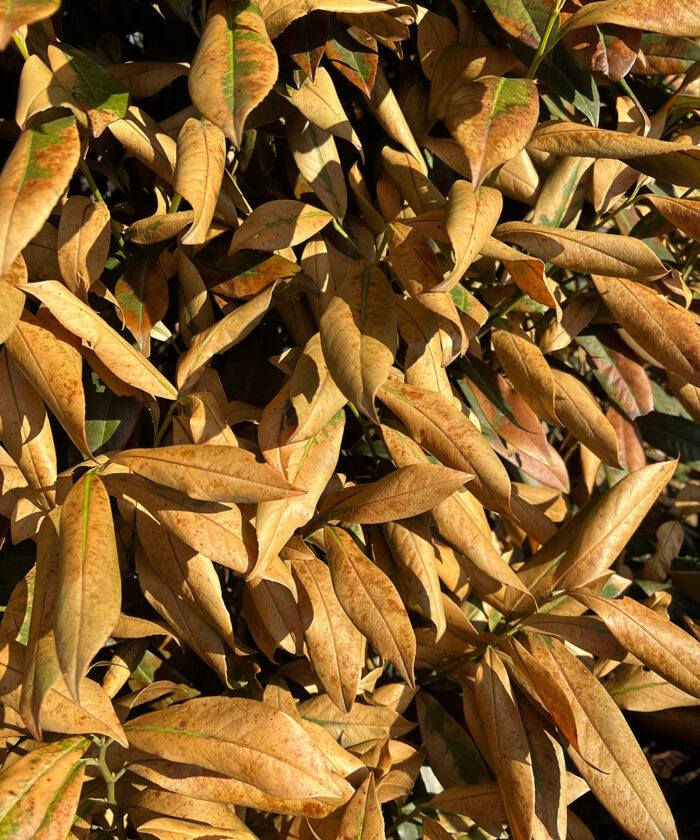 How to Protect and Revive Plants After an Unexpected Freeze Fine