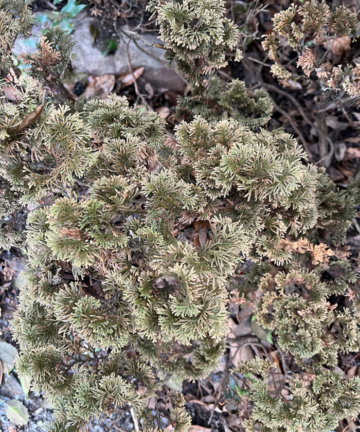 How to Protect and Revive Plants After an Unexpected Freeze Fine