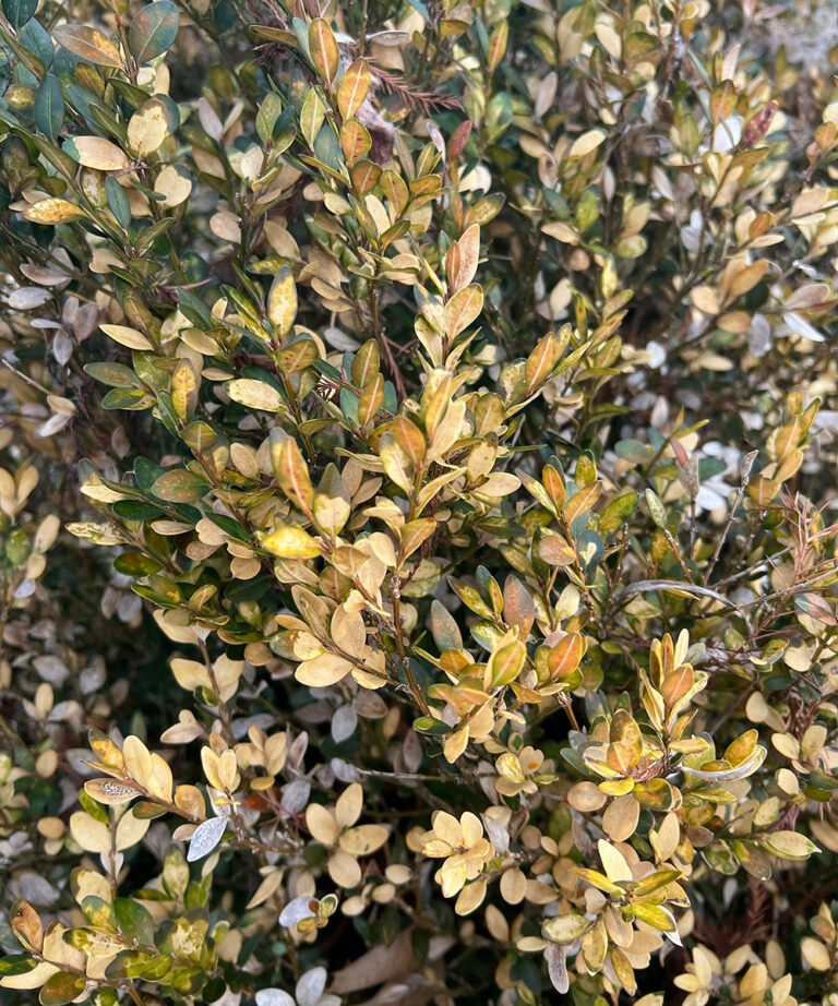 How to Protect and Revive Plants After an Unexpected Freeze Fine