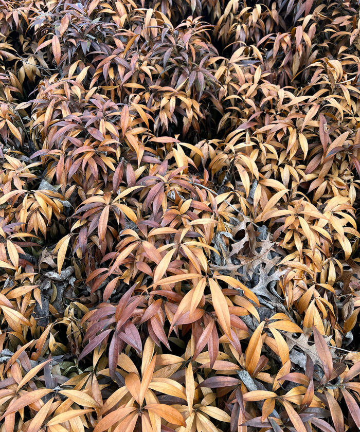 Sweet box with discolored foliage