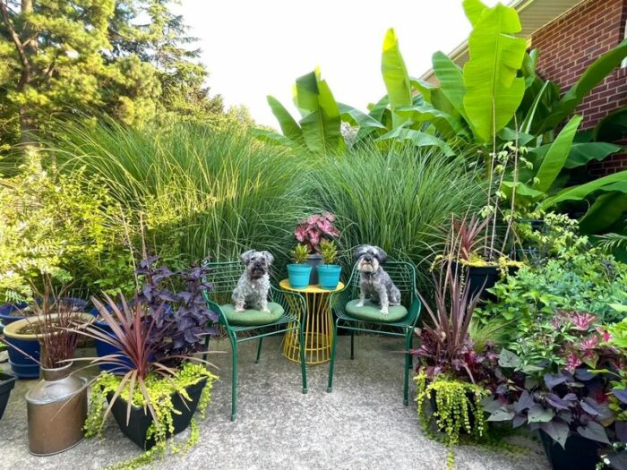 two small dogs in a garden seating area surrounded by potted plants