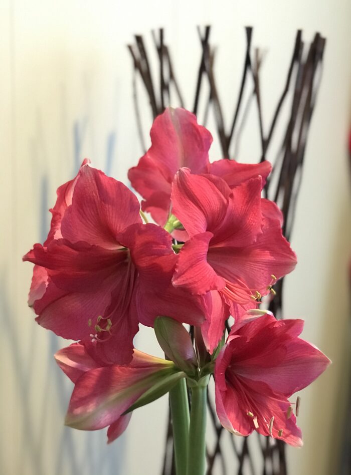 close up of pink amaryllis flowers