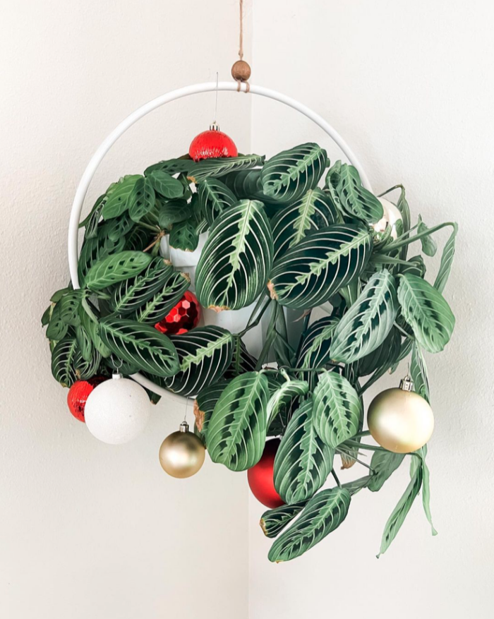 Maranta leuconera in a hanging planter with ornaments