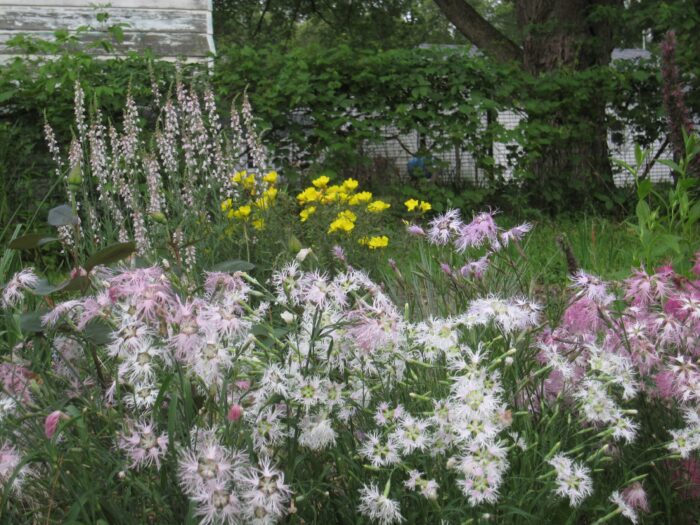 various pink, white, and yellow flowers in the garden