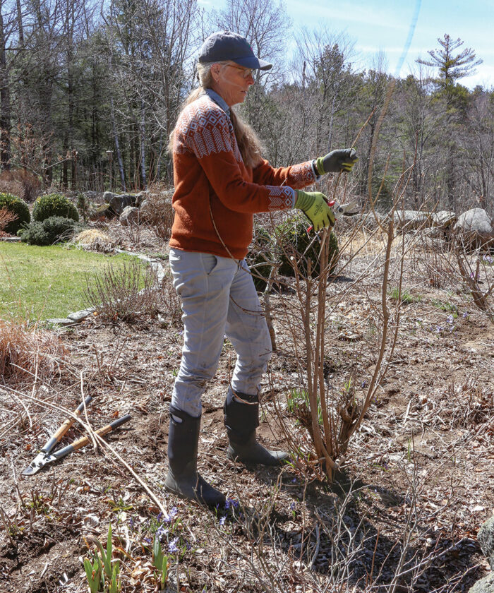 coppicing