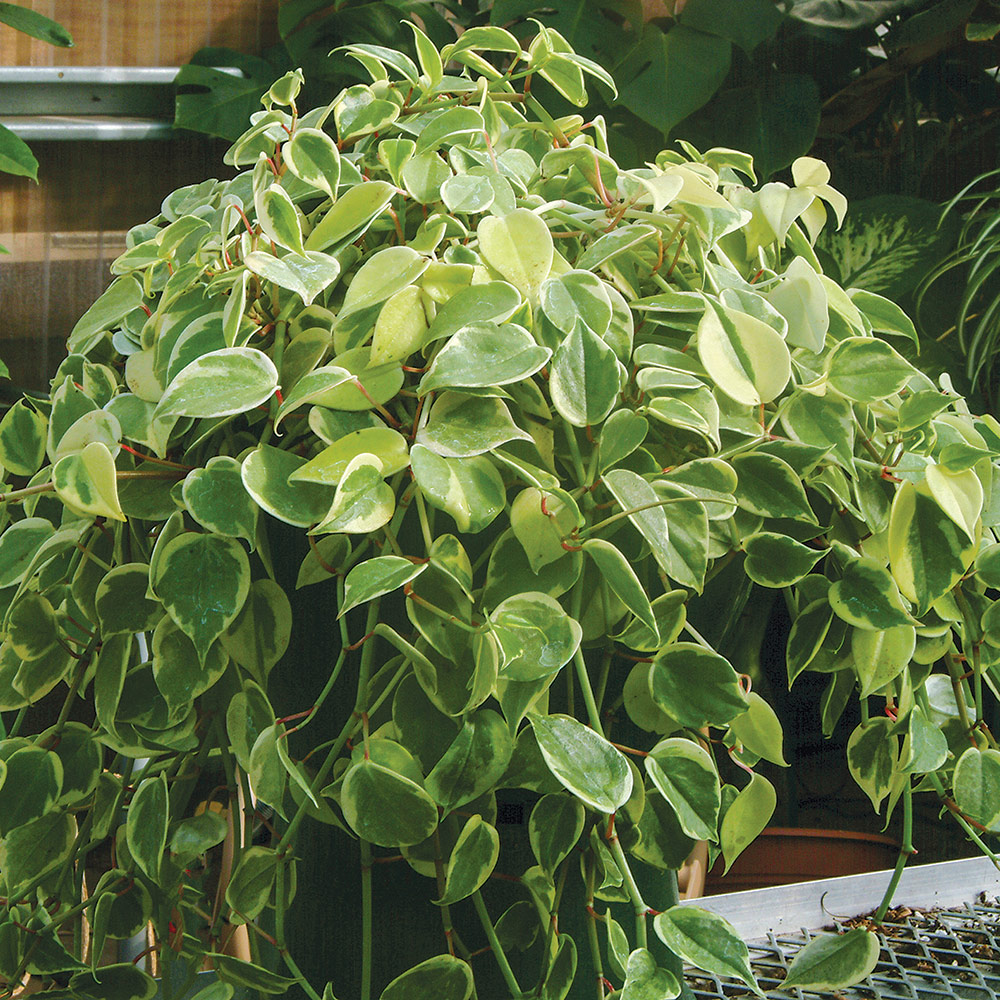 Variegted Cupid peperomia is a trailing plant with gorgeous heart