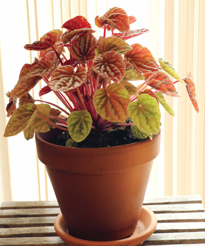 radiator plants