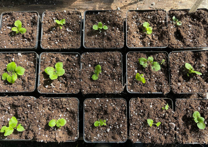 tray of annual seedlings