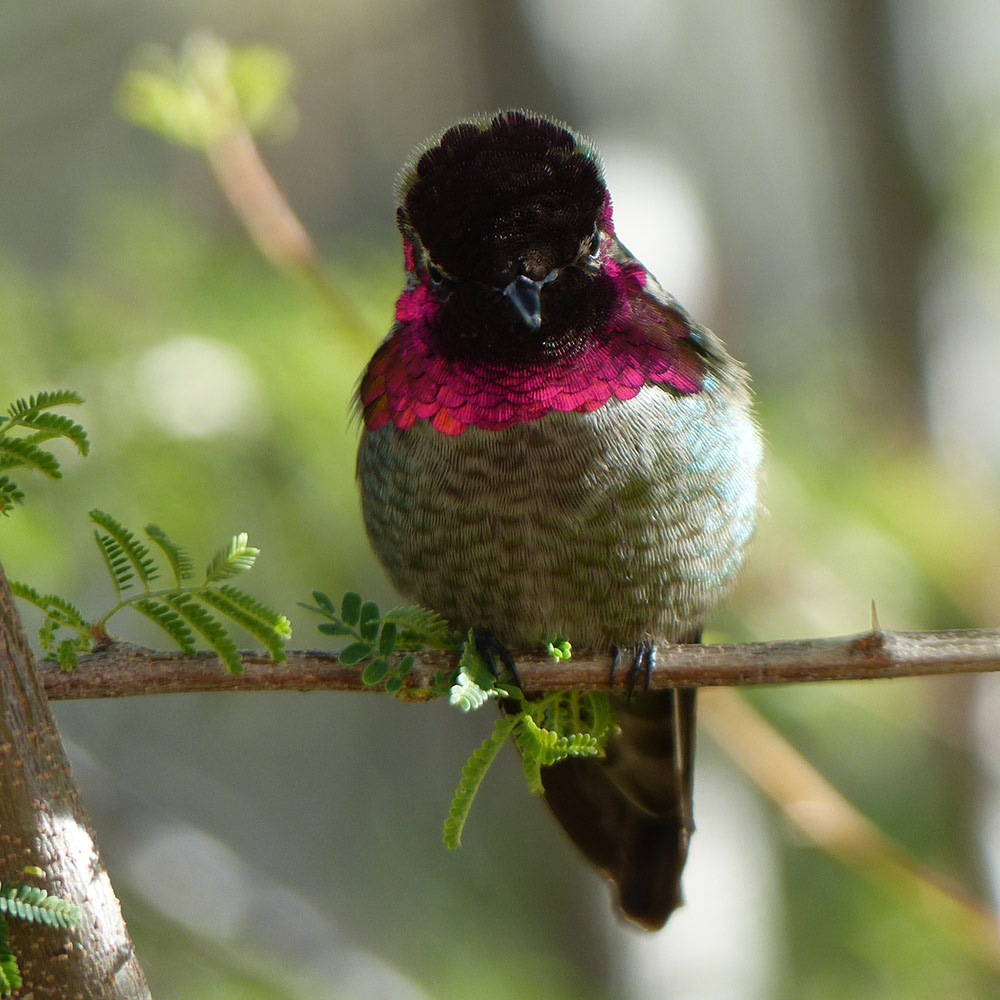 Winter Nectar Plants for Hummingbirds in the Southwest - FineGardening