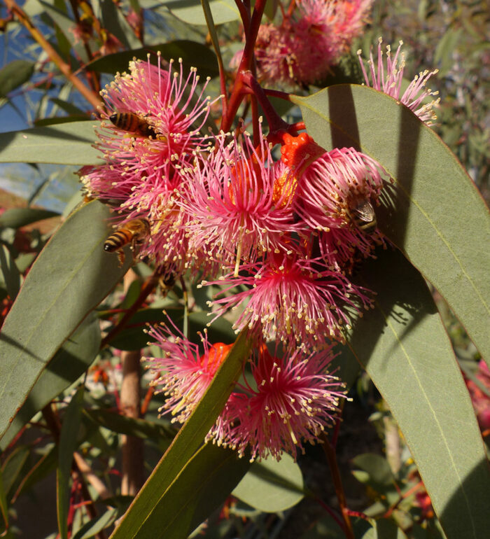 Winter Nectar Plants for Hummingbirds in the Southwest - Fine Gardening