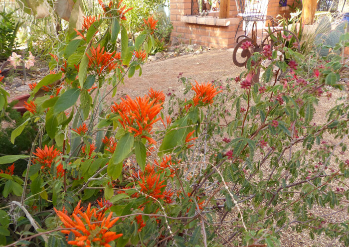 nectar plants for hummingbirds