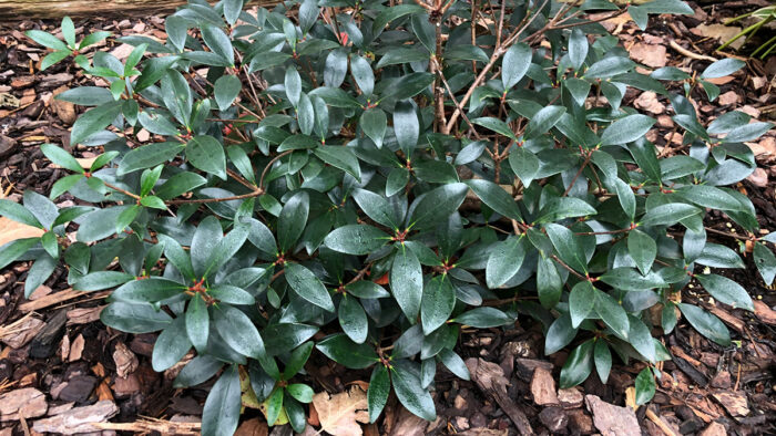 protect broadleaf evergreens in winter