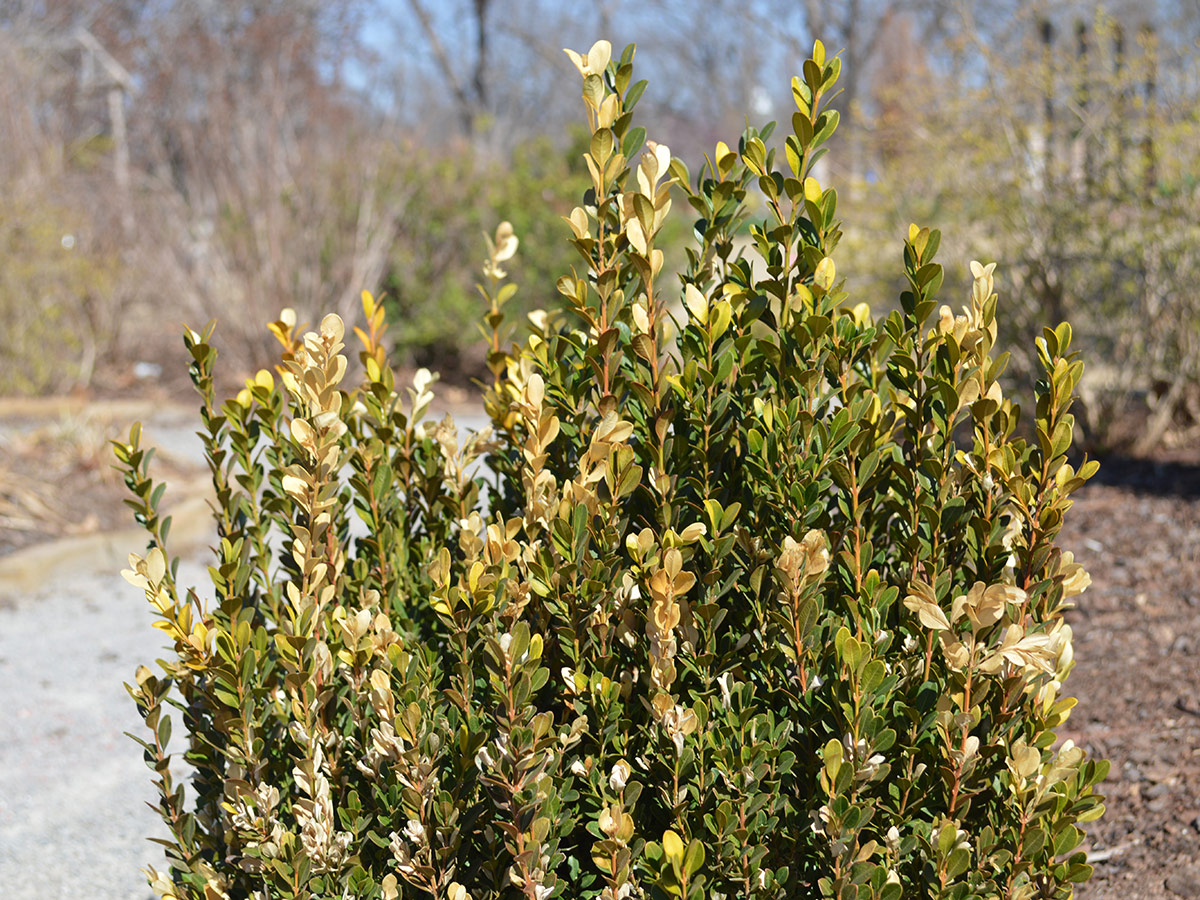 boxwood with winter burn