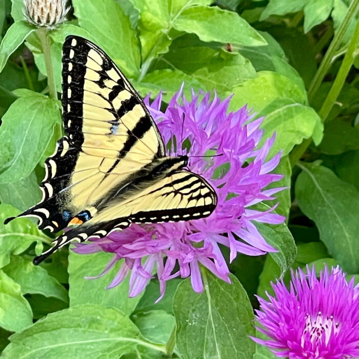 swallowtail butterfly on a bright purple flower